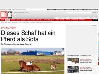 Bild zum Artikel: Zum Blöken! - Dieses Schaf hat ein Pferd als Sofa