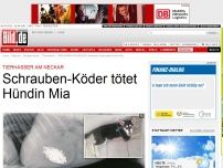 Bild zum Artikel: Tierhasser schlägt zu - Schrauben-Köder tötet Hündin Mia