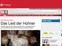 Bild zum Artikel: Bio-Eier-Skandal - Das Leid der Hühner