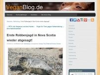 Bild zum Artikel: Erste Robbenjagd in Nova Scotia wieder abgesagt!