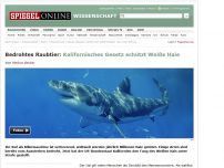 Bild zum Artikel: Bedrohtes Raubtier: Kalifornisches Gesetz schützt Weiße Haie