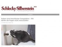 Bild zum Artikel: Katzen sind Arschlöcher Compilation – Wir dürfen die Augen nicht verschließen