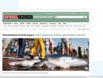 Bild zum Artikel: Abkommen: Fünf Haiarten sollen geschützt werden