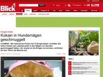 Bild zum Artikel: Drogen-Mafia: Kokain in Hundemägen geschmuggelt