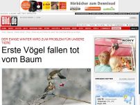 Bild zum Artikel: Zu langer Winter - Erste Vögel fallen tot vom Baum