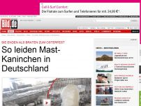 Bild zum Artikel: Braten für Ostern - So leiden Mast-Kaninchen in Deutschland