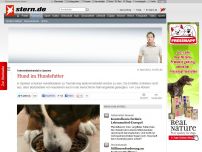 Bild zum Artikel: Futtermittelskandal in Spanien: Hund im Hundefutter