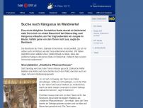 Bild zum Artikel: Suche nach Kängurus im Waldviertel