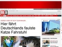 Bild zum Artikel: Dieses Video ist echt zum Miauen - Hier fährt Deutschlands faulste Katze Fahrstuhl