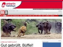 Bild zum Artikel: Löwe auf der Flucht - Gut gebrüllt, Büffel!