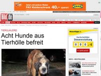 Bild zum Artikel: Tierquälerei - Acht Hunde aus Tierhölle befreit