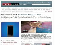 Bild zum Artikel: Webvideopreis 2013: Hund scheut Wasser wie Katze