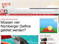 Bild zum Artikel: Wegen Grünen-Antrag - Müssen vier Nürnberger Delfine getötet werden?