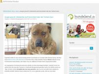 Bild zum Artikel: Zeugen gesucht: Unbekannter warf Hund einfach über den Tierheim-Zaun