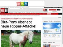 Bild zum Artikel: Tierhasser schlägt zu - Blut-Pony überlebt neue Ripper-Attacke!