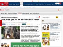Bild zum Artikel: Herzinfarkt, Erkältung, Depression - Warum es gesund ist, einen Hund zu halten