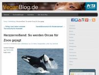 Bild zum Artikel: Herzzerreißend: So werden Orcas für Zoos gejagt