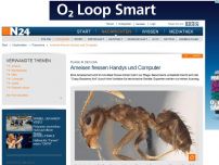 Bild zum Artikel: Plage in den USA - 
Ameisen fressen Handys und Computer