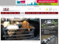Bild zum Artikel: Illegaler Tiertransport gestoppt: Polizei rettet Hundewelpen
