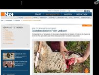 Bild zum Artikel: Keine 'rituellen Schlachtungen' - 
Schächten bleibt in Polen verboten