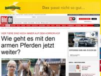 Bild zum Artikel: „Hof der Schande“ - Wie geht es mit den armen Pferden weiter?