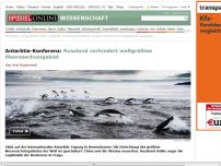 Bild zum Artikel: Antarktis-Konferenz: Russland verhindert weltgrößtes Meeresschutzgebiet