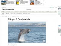 Bild zum Artikel: Delfine rufen sich beim Namen: Flipper? Das bin ich