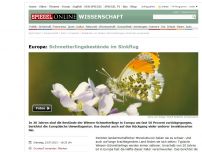 Bild zum Artikel: Europa: Schmetterlingsbestände im Sinkflug