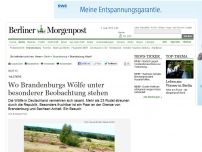 Bild zum Artikel: Wildtiere: Wo Brandenburgs Wölfe unter besonderer Beobachtung stehen