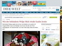 Bild zum Artikel: Tierschutz: Wie der behinderte Welpe Mick wieder laufen lernte