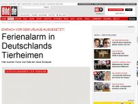 Bild zum Artikel: Einfach ausgesetzt! - Ferienalarm in Deutschlands Tierheimen