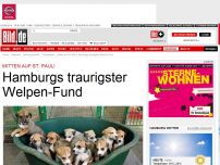 Bild zum Artikel: Mitten auf St. Pauli - Hamburgs traurigster Welpen-Fund