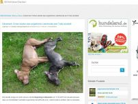 Bild zum Artikel: Dänemark: Schon wieder zwei angebliche Listenhunde zum Tode verurteilt