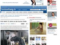 Bild zum Artikel: Kuh steht 13 Jahre an der kurzen Kette