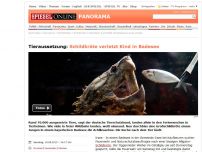 Bild zum Artikel: Tieraussetzung: Schildkröte verletzt Kind in Badesee
