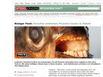 Bild zum Artikel: Bissiger Fisch: Forscher entdecken Piranha-Cousin in Ostsee