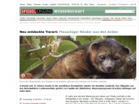 Bild zum Artikel: Tierart entdeckt: Flauschiges Raubtier aus den Anden