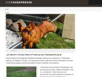 Bild zum Artikel: „Ja! Natürlich“-Schwein blitzt mit Forderung nach Gehaltserhöhung ab