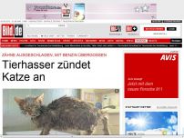 Bild zum Artikel: Grausame Tierquälerei - Tierhasser zündet Katze an