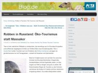 Bild zum Artikel: Robben in Russland: Öko-Tourismus statt Massaker
