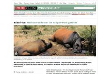 Bild zum Artikel: Südafrika: Nashorn-Wilderer im Krüger-Park getötet