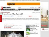 Bild zum Artikel: Tierquälerei bei Wiesenhof-Mäster: Hühnchen landen lebendig im Müll