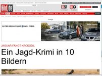 Bild zum Artikel: Jaguar fängt Kaiman - Jagd-Krimi in 10 Bildern