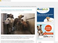 Bild zum Artikel: Eure Stimme für Rumäniens Hunde: Parlament billigt Tötung von Straßenhunden