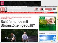 Bild zum Artikel: Auf Übungsplätzen - Schäferhunde mit Stromstößen gequält?