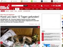 Bild zum Artikel: Nach Herz-OP abgehauen: Hund Leo nach 12 Tagen gefunden!