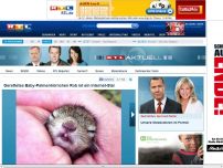 Bild zum Artikel: So süß ist der kleine Rob! Baby-Palmenhörnchen wird Internetstar