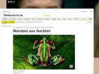 Bild zum Artikel: Zu Besuch beim Bodypainter: Mandala aus 30 Nackten
