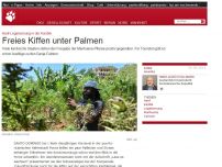 Bild zum Artikel: Hanf-Legalisierung in der Karibik: Freies Kiffen unter Palmen