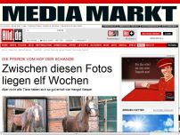 Bild zum Artikel: Hof der Schande - Zwischen diesen Fotos liegen 11 Wochen